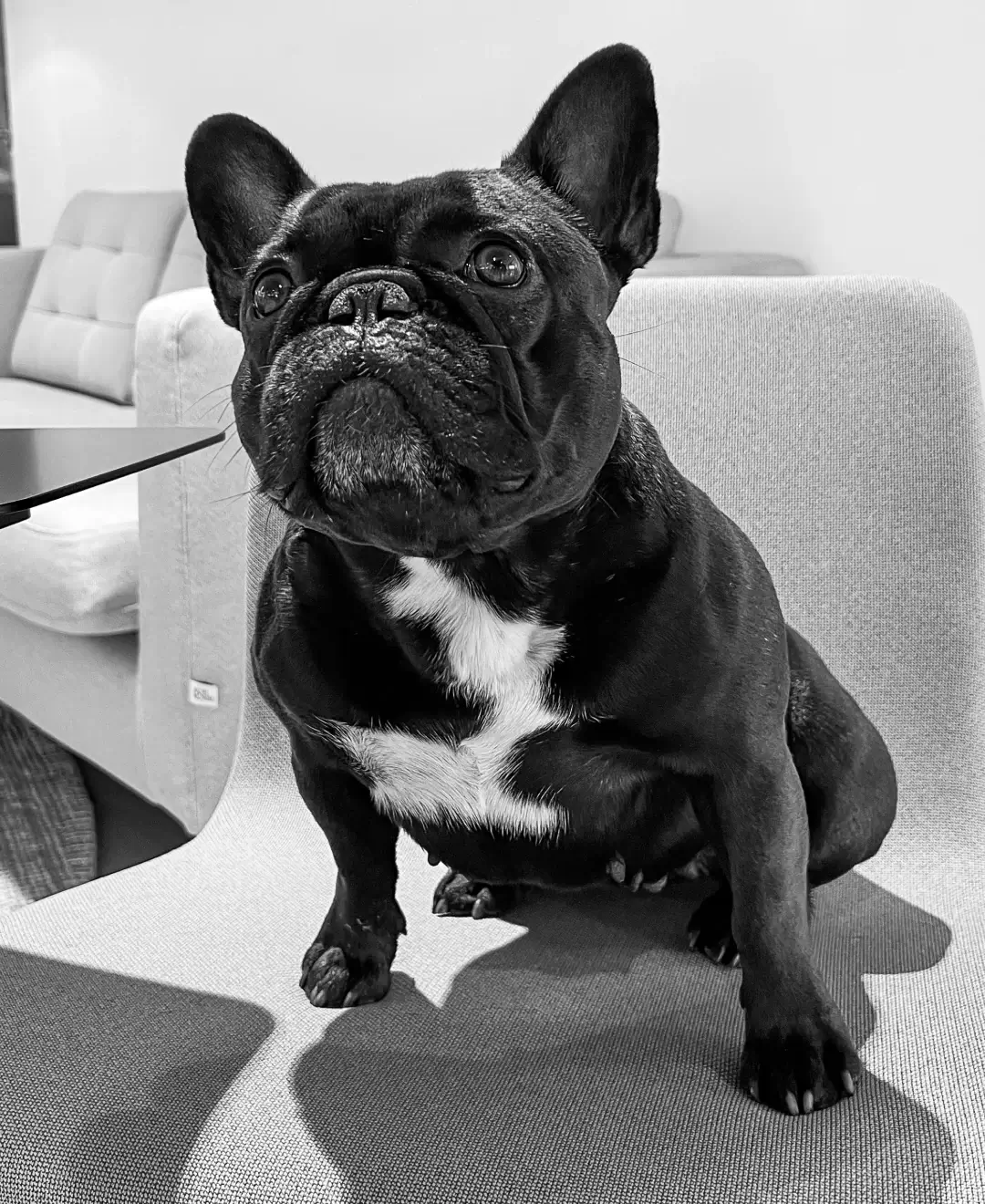Cleo, Society manager